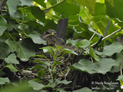 2947-Incubating female arranging the nest