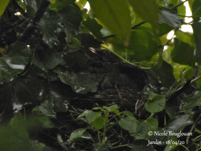 2966-Incubating female during rain and storm