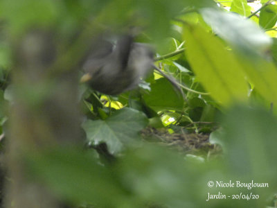 3072-Female leaving the nest