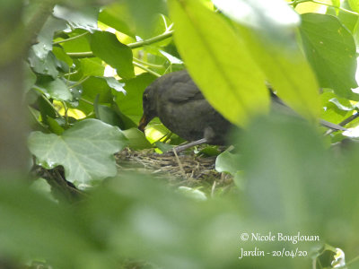 3089-Chick-feeding