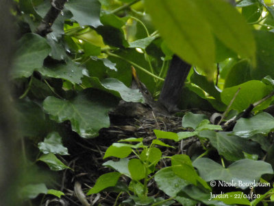 3149-Female waiting for the male with food 