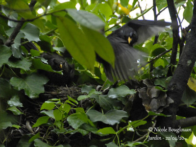 3177-Male leaving the nest
