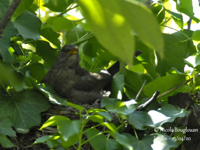 3401-female on the nest