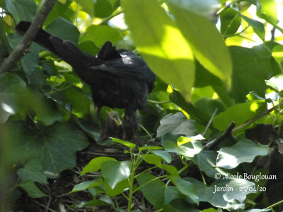 3423-male feeding the chicks with a large prey