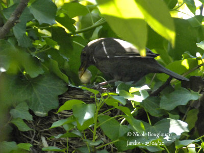 3485-female trying again to feed the chick