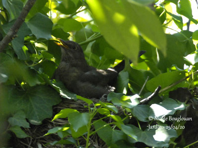 3403-female on the nest