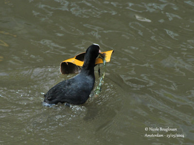 COMMON COOT carrying nest material