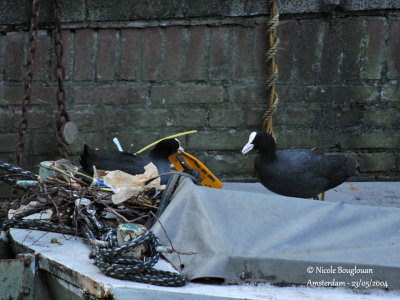 COMMON COOT carrying nest material  