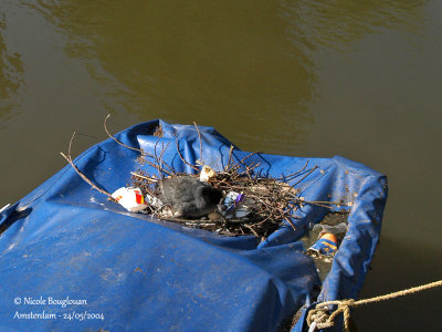 COMMON COOT young at nest