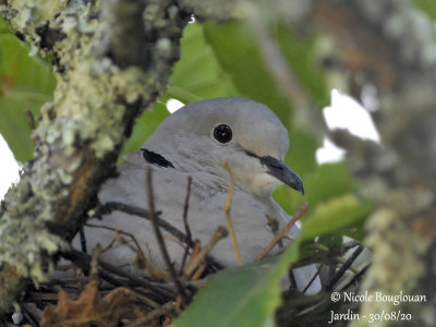 3702-EURASIAN COLLARED DOVE AT NEST