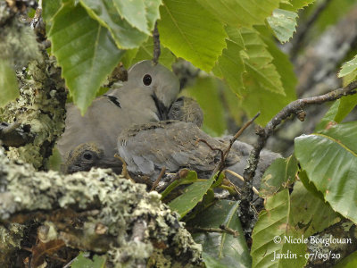 3769-EURASIAN COLLARED DOVE WITH CHICKS