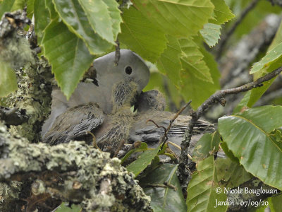 3781-EURASIAN COLLARED DOVE WITH CHICKS