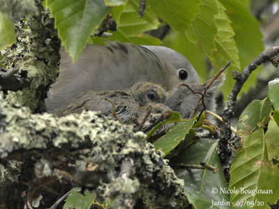 3806-EURASIAN COLLARED DOVE WITH CHICKS