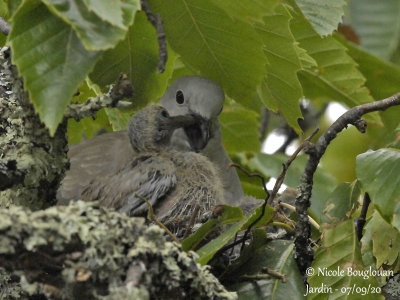 3822-EURASIAN COLLARED DOVE WITH CHICKS