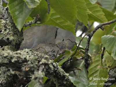3841-EURASIAN COLLARED DOVE WITH CHICKS