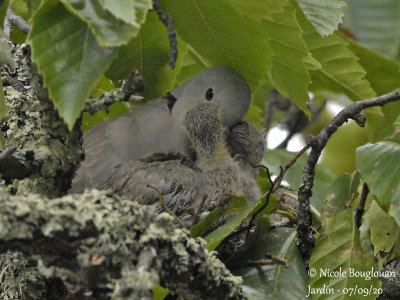 3844-EURASIAN COLLARED DOVE WITH CHICKS