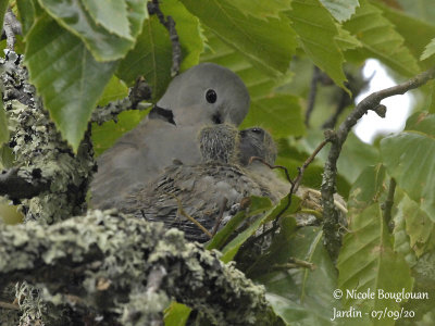 3907-EURASIAN COLLARED DOVE WITH CHICKS