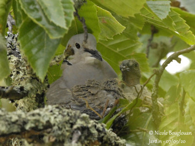 3914-EURASIAN COLLARED DOVE WITH CHICK