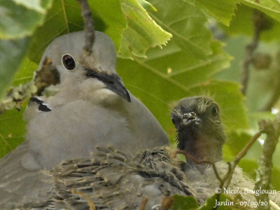 Eurasian Collared Dove (Streptopelia decaocto): nesting period in the garden