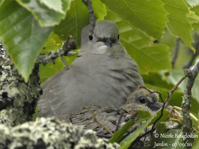 3919-EURASIAN COLLARED DOVE WITH CHICK