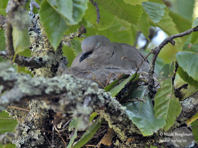 3927-EURASIAN COLLARED DOVE AT NEST WITH CHICK