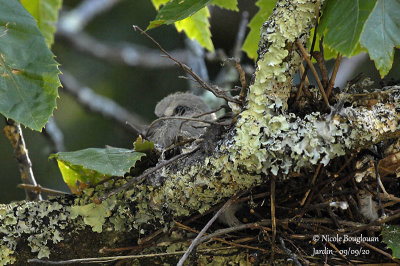 3948-CHICK AT NEST