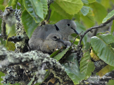 3975-EURASIAN COLLARED DOVE WITH CHICKS
