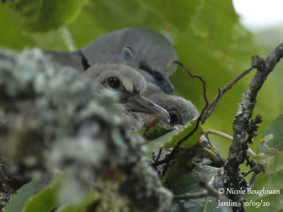 4013-EURASIAN COLLARED DOVE WITH CHICKS