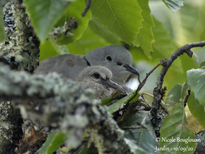 4021-EURASIAN COLLARED DOVE WITH CHICKS