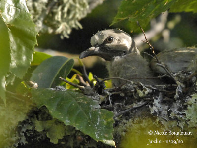 4042-CHICK AT NEST