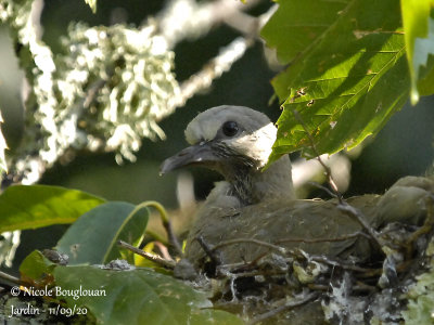 4087-CHICK AT NEST