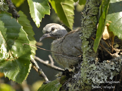 4095-CHICK AT NEST