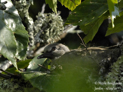 4147-CHICK AT NEST