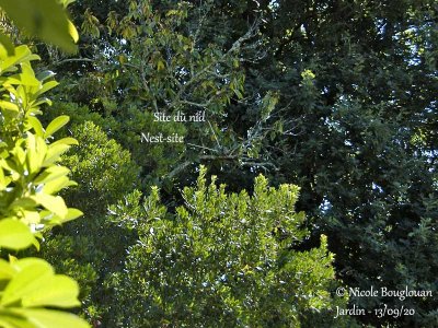 980-NEST-SITE