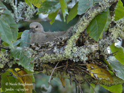4229-CHICK AT NEST