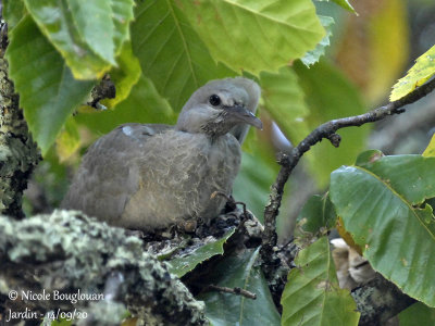 4238-CHICK AT NEST
