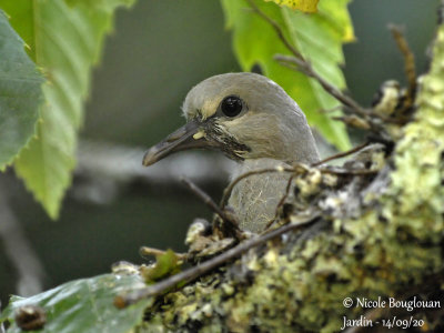 4250-CLOSE-UP CHICK