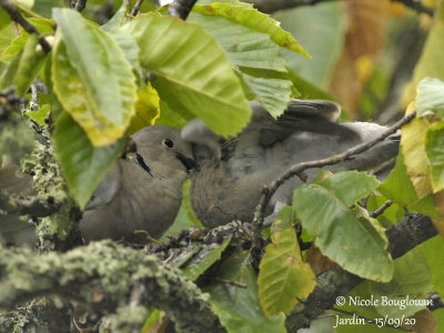 4318-CHICK FEEDING