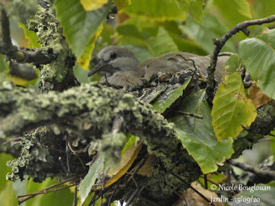 4344-JUVENILE AT NEST