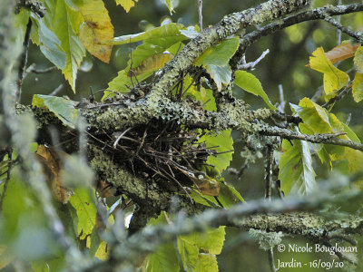992-NEST AT THE END OF THE NESTING CYCLE