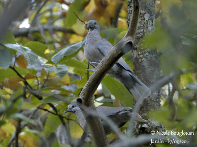 1007-YOUNG OUT OF THE NEST WAITING FOR FOOD