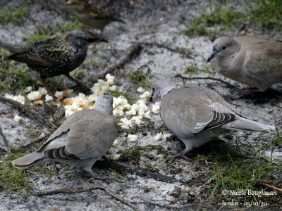 1043-ADULTS AND JUVENILE FEEDING