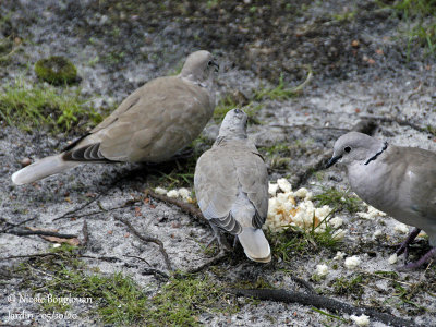 1054-ADULTS AND JUVENILE FEEDING