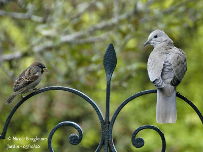 1063-JUVENILE AND HOUSE SPARROW
