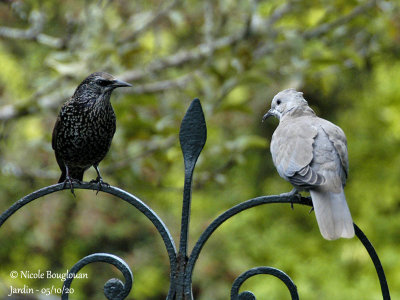 1065-JUVENILE AND COMMON STARLING