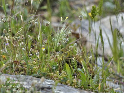 EUROPEAN SERIN - SERINUS SERINUS - SERIN CINI