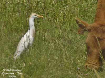 CATTLE EGRET - BUBULCUS IBIS - HERON GARDE-BOEUFS