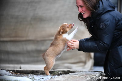 Small Female Pomsky puppy