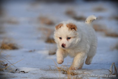 White male pomsky puppy