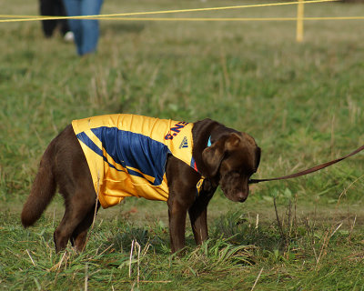 Queen's @ USports XCountry 04013 copy.jpg